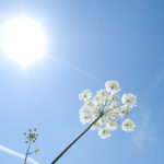 Image de nature composée d’un soleil iridescent blanc en haut à gauche de l’image sur un fond de ciel bleu qui prend toute la place. Au premier plan se trouvent, deux fleurs blanches, une épanouie en corole à droite, et une autre encore en bouton à gauche.