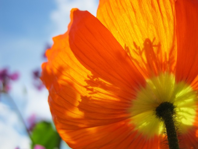 Gros plan sur fleur de pavot orange et ciel bleu.