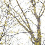 Composition graphique d'arbres et fleurs jaunes.
