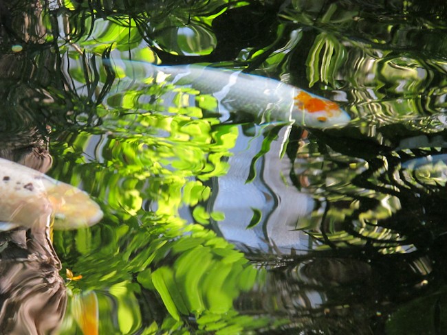 Reflet de feuillages verts sur une marre avec des carpes blanches qui nagent.